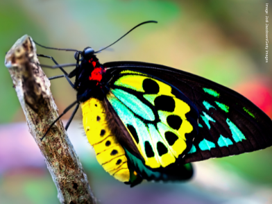 Richmond birdwing buterfly