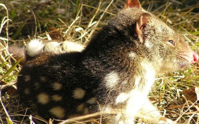 The search resumes for spotted-tailed quolls on the Sunshine Coast