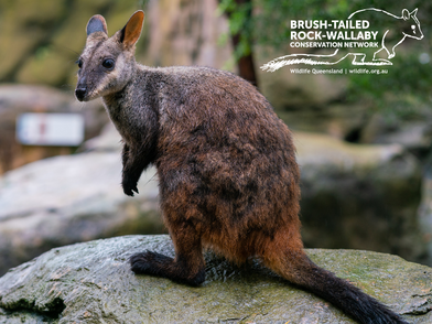 Report a brush-tailed rock-wallaby sighting