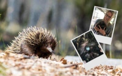 Unveiling the echidna pouch: Insights from recent research