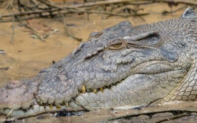 Coexisting with crocodiles