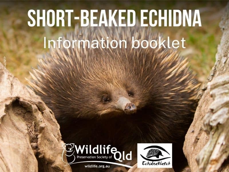 Short-beaked Echidna Information Booklet
